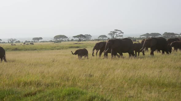 Large Herd Of African Elephants In African Savannah