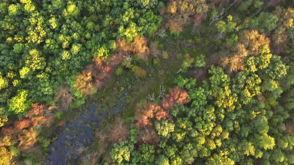 Nature Aerial Top in the Deciduous Autumn Forest with Colorful Trees Bright Yellow Foliage Fall of