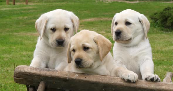 Labrador Retriever, Yellow Puppies in a Wheelbarrow, Normandy in France, Slow Motion 4K