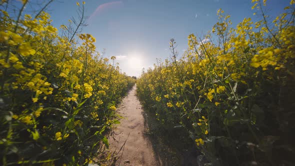 A Path in a Field of Rapeseed on a Spring Day