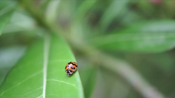 Ladybug On Leaf