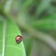 Ladybug On Leaf - VideoHive Item for Sale