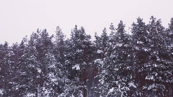 Beautiful Pine Trees Under the Snow Cover