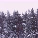 Beautiful Pine Trees Under the Snow Cover - VideoHive Item for Sale