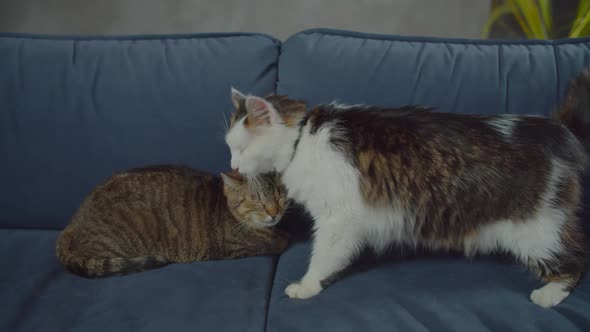 Two Friendly Domestic Diverse Cats Socializing at Home