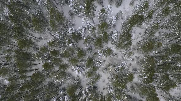 View looking down at pine tree forest in winter flying towards the ground