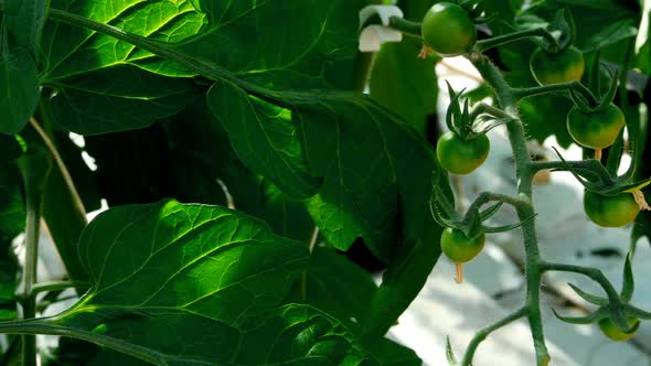 Green tomatoes on tomato plant in green house