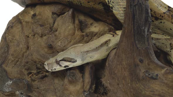 Columbian Boa or Boa Constrictor Imperator on Wooden Snag Isolated in White. Close Up