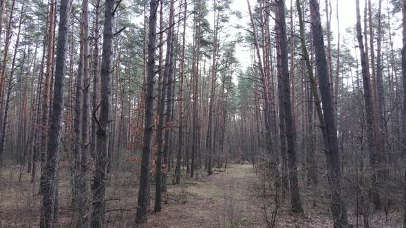 Trees in a Pine Forest During the Day Aerial View