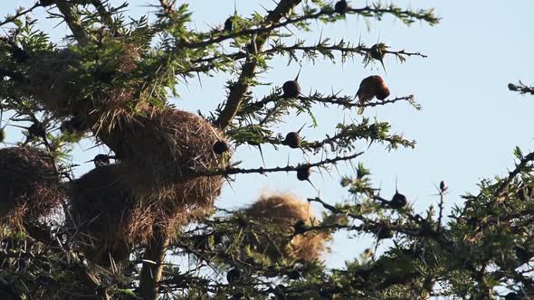 Bird Scratching Its Feathers While Perching On A Thorny Tree Branch In El Karama Eco Lodge In Kenya 