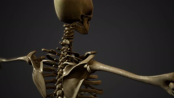 Bones of the Human Skeleton