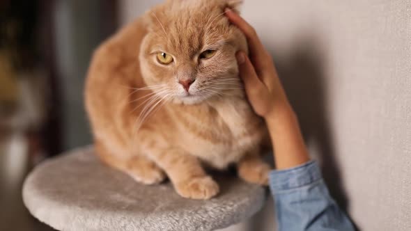 Smiling little girl strokes her ginger cat while he sitting on scratching in living room