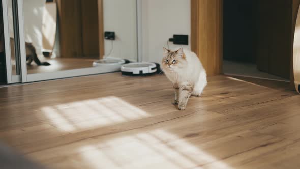 Domestic Cat Walking Home in Contemporary Interior in Sunlight