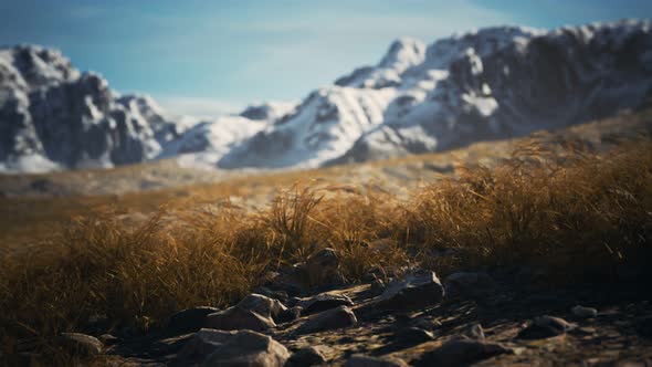 Dry Grass and Snow Covered Mountains in Alaska