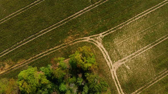 Green farm field with tractor wheel marks