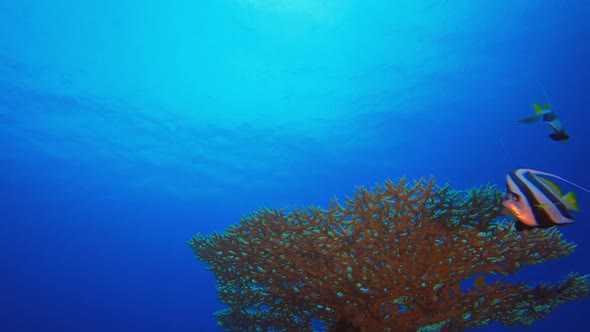 Coral Garden Fish Seascape