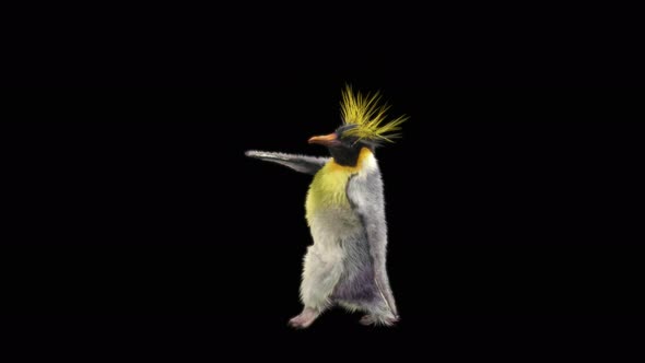 Penguin Dancing 4K