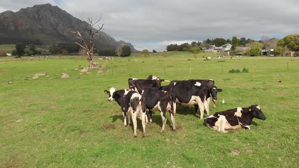 A drone slowly circles a herd of cows bundled closely together. The black and white cows are calm, s