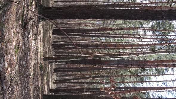 Vertical Video of Trees in a Pine Forest Slow Motion