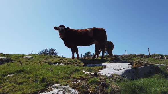 Curious Cow and Calve Looking Down Into the Camera During the Covid-19 Pandemic