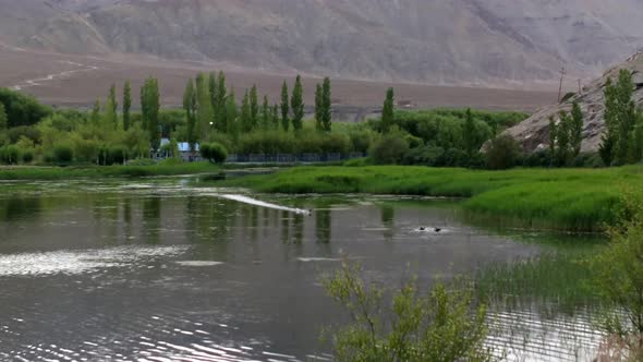 ducks in lake flapping its wing to reach near the other flocks of birds. different behaviour toe qui