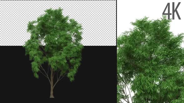 Prosopis Tree alt