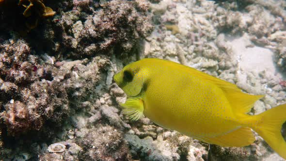 Underwater Video of Snorkeling or Diving on Sea Coral Bluespotted Spinefoot