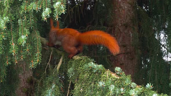Red squirrel disapears as it runs back into a large spruce tree