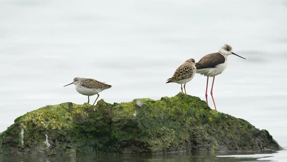 Ruff, Black Winged Stilt and Common Greenshank