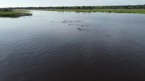 Aerial footage of a beautiful river in Namibia, full of hippos swimming