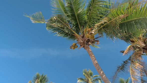 Bottom View of Coconut Palm Trees Forest in Sunshine