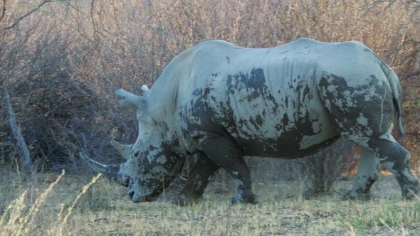 A beautiful white Rhino walking by the bushes - close up