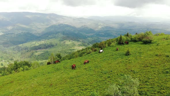 Aerial Flight Over a Meadow in the Mountains Where a Herd of Horses Graze. Beautiful Thoroughbred