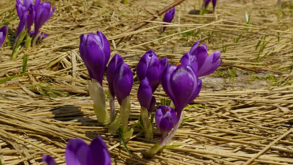 Spring Crocuses in Carpathia Mountains