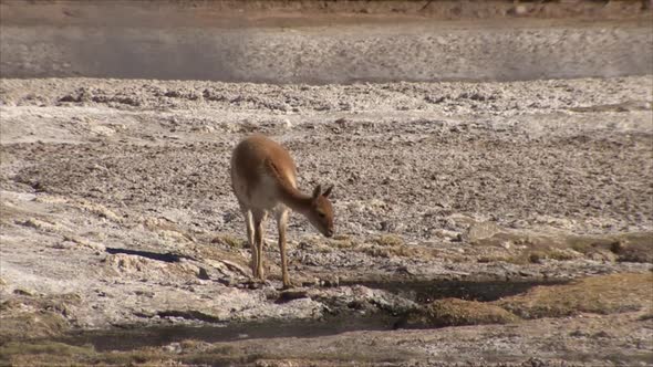 Vicuña, llamas, alpacas drinking water in Atacama desert Chile.