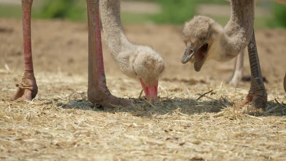 Two Ostrich Feeds On Dry Grass At Sunny Day In Anseong Farmland, South Korea. Close Up