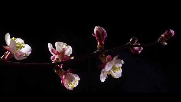 Timelapse Blossom of Buds of White Flowers on a Twig