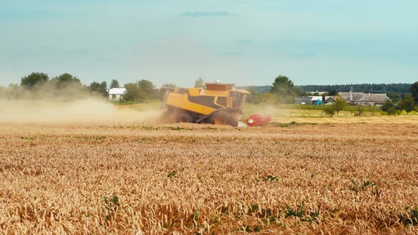 Wheat Harvesting on Field in Summer Season