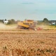 Wheat Harvesting on Field in Summer Season - VideoHive Item for Sale