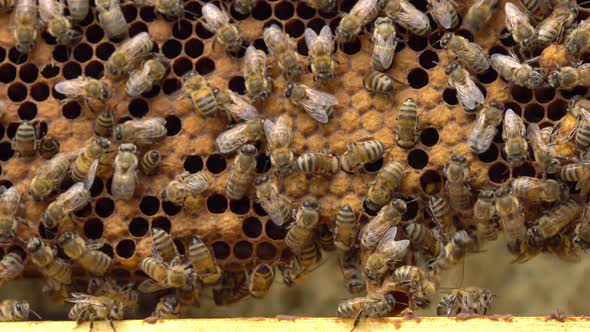 Queen Cells Along the Edges of the Combs Swarm Cells