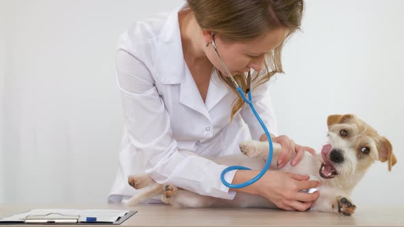 A girl in a white coat listens to a Jack Russell Terrier with a stethoscope