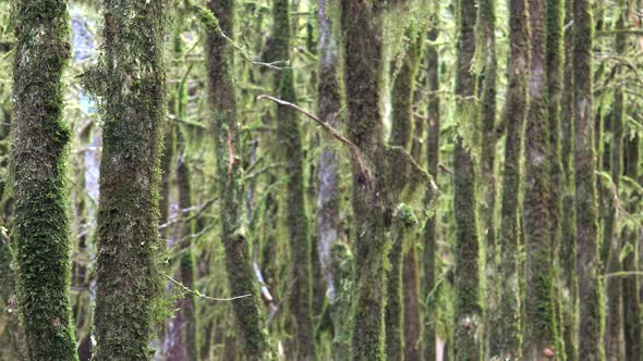 Tree Branches in a Mystic Forest Completely Covered With Moss