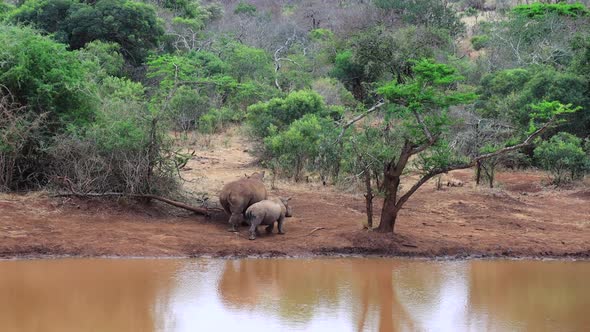 A mother and her juvenile White Rhinoceros walk beside a muddy pond