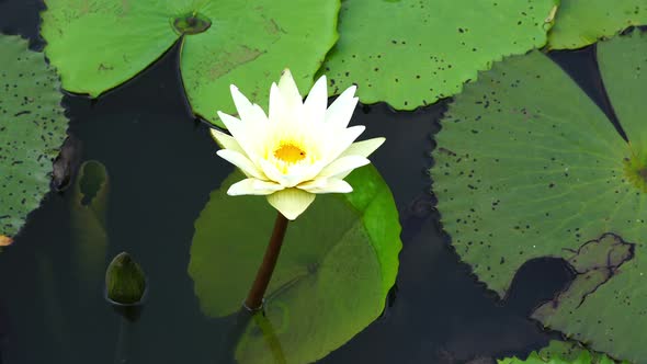 white lotus on the river