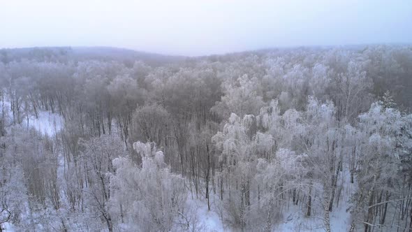 Winter trees in the forest
