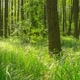 Forest - VideoHive Item for Sale
