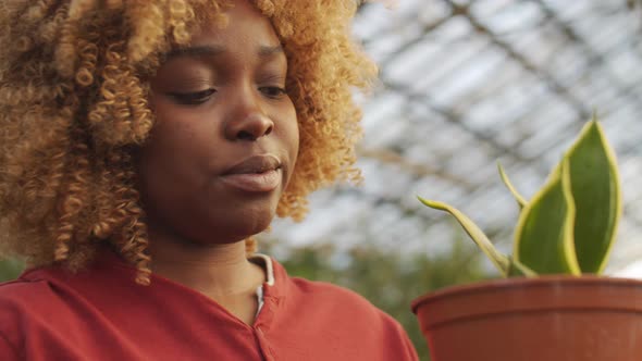 African American Woman Examining Plant in Greenhouse