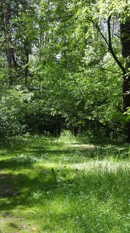 Vertical Video of the Forest By Day