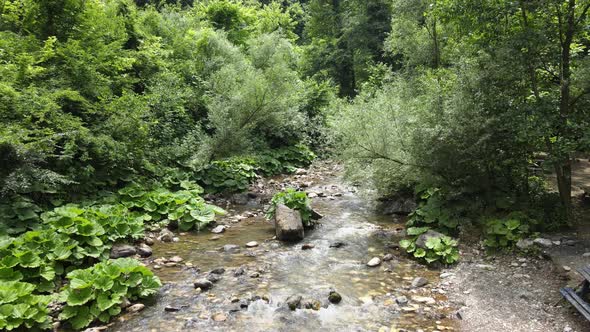 water stream among forest