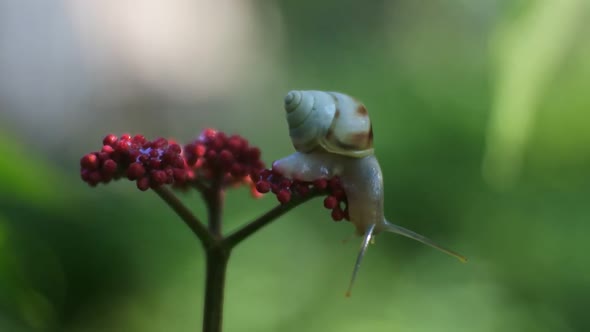 clips of snails in nature. Video hd close up gastropod mollusk